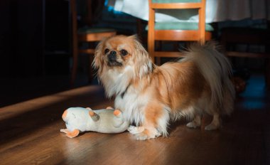 Tibet spanyel köpek cinsi, Asya açık kahverengi evcil hayvan rengi.