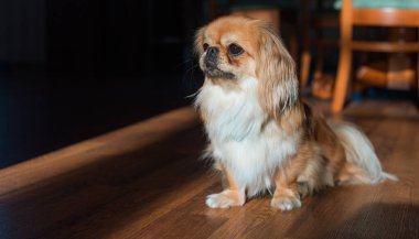 Tibet spanyel köpek cinsi, Asya açık kahverengi evcil hayvan rengi.