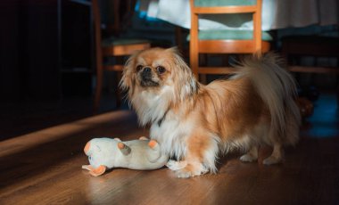 Tibet spanyel köpek cinsi, Asya açık kahverengi evcil hayvan rengi.