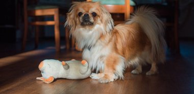 Tibet spanyel köpek cinsi, Asya açık kahverengi evcil hayvan rengi.