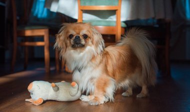 Tibet spanyel köpek cinsi, Asya açık kahverengi evcil hayvan rengi.
