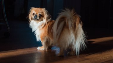 Tibet spanyel köpek cinsi, Asya açık kahverengi evcil hayvan rengi.