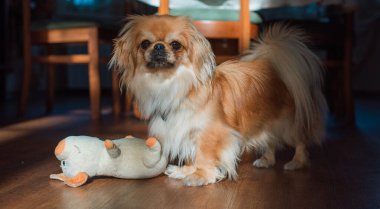 Tibet spanyel köpek cinsi, Asya açık kahverengi evcil hayvan rengi.