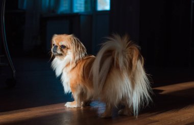 Tibet spanyel köpek cinsi, Asya açık kahverengi evcil hayvan rengi.