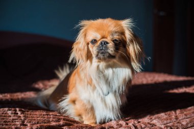 Tibet spanyel köpek cinsi, Asya açık kahverengi evcil hayvan rengi.
