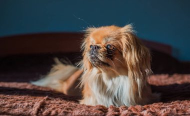 Tibet spanyel köpek cinsi, Asya açık kahverengi evcil hayvan rengi.