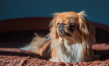Tibet spanyel köpek cinsi, Asya açık kahverengi evcil hayvan rengi.
