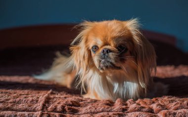 Tibet spanyel köpek cinsi, Asya açık kahverengi evcil hayvan rengi.