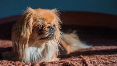 Tibet spanyel köpek cinsi, Asya açık kahverengi evcil hayvan rengi.