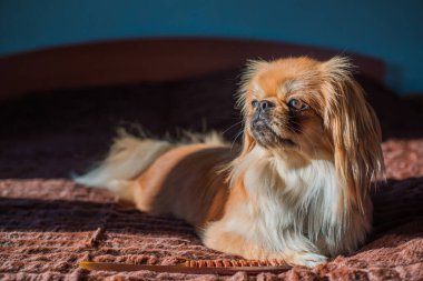 Tibet spanyel köpek cinsi, Asya açık kahverengi evcil hayvan rengi.