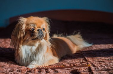 Tibet spanyel köpek cinsi, Asya açık kahverengi evcil hayvan rengi.