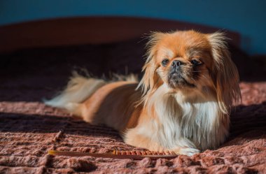 Tibet spanyel köpek cinsi, Asya açık kahverengi evcil hayvan rengi.