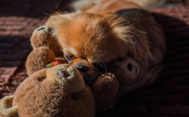 Tibet spanyel köpek cinsi, Asya açık kahverengi evcil hayvan rengi.