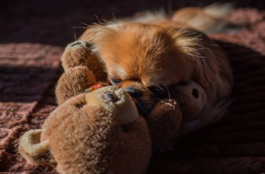 Tibet spanyel köpek cinsi, Asya açık kahverengi evcil hayvan rengi.