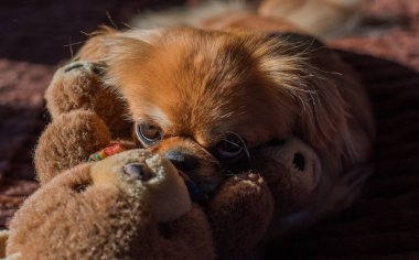 Tibet spanyel köpek cinsi, Asya açık kahverengi evcil hayvan rengi.