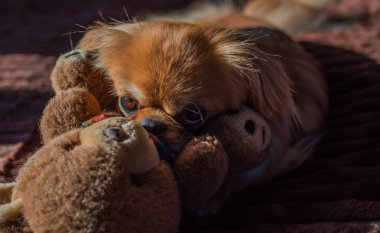 Tibet spanyel köpek cinsi, Asya açık kahverengi evcil hayvan rengi.