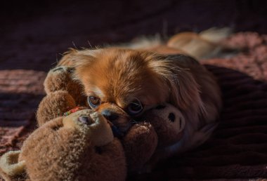 Tibet spanyel köpek cinsi, Asya açık kahverengi evcil hayvan rengi.