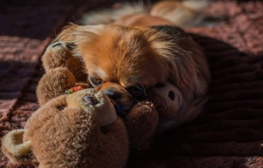 Tibet spanyel köpek cinsi, Asya açık kahverengi evcil hayvan rengi.