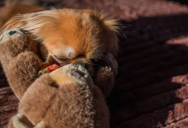 Tibet spanyel köpek cinsi, Asya açık kahverengi evcil hayvan rengi.