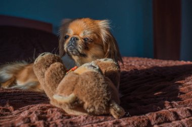 Tibet spanyel köpek cinsi, Asya açık kahverengi evcil hayvan rengi.