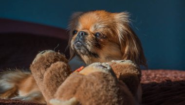 Tibet spanyel köpek cinsi, Asya açık kahverengi evcil hayvan rengi.