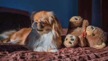 Tibet spanyel köpek cinsi, Asya açık kahverengi evcil hayvan rengi.