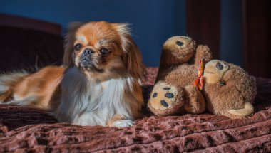 Tibet spanyel köpek cinsi, Asya açık kahverengi evcil hayvan rengi.