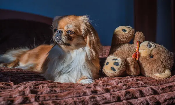 Tibet spanyel köpek cinsi, Asya açık kahverengi evcil hayvan rengi.