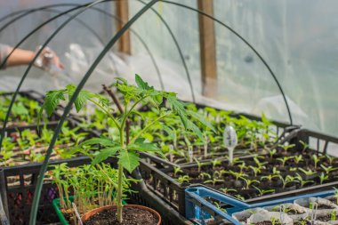 Ev yapımı Serada Yeni Hayat: Tender Sprout ve Early Growth