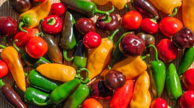 Renkli Biberler Yakın plan, Taze Organik Sebzeler