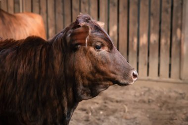 Kestane kestanesi buzağı üzgün bir şekilde aşağı bakar ve dünyanın arka planına ve ahşap bir çite karşı yan yatar. Yarı yüz, yan görünüm