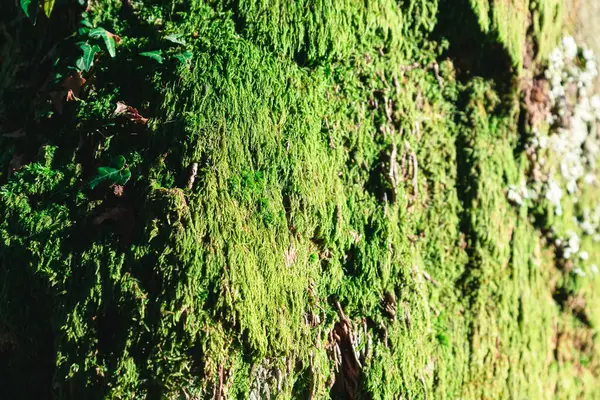 stock image Contrast chiaroscuro. The rough texture of a tree covered with thick green moss and ivy. Selective focus with blur going into the distance. Dark to light gradient