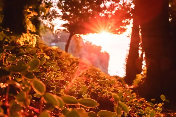 The red rays of the setting sun in the forest illuminate a clearing of low climbing stems with leaves like ivy or clover stretching along the ground