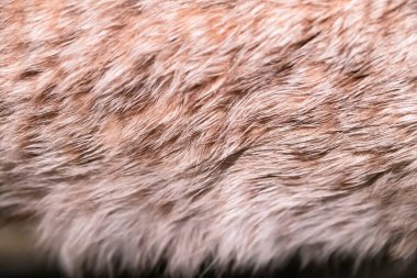 Seçici odaklanma. Siyah arka planda dalgalı tilki kürkünden bir bölüm. Dokuya sahip düz yüzey.