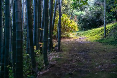 Bambu koruluğundaki yosunlarla kaplı yeşil bir yol taşın bulunduğu açık sarı bir açıklığa çıkar.