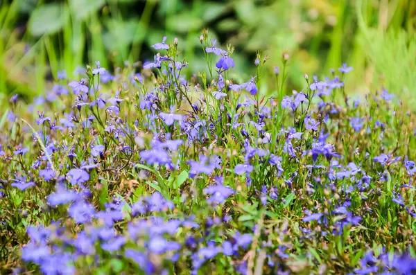 Bir grup mor kenarlı lobelia (Lobelia erinus), bir çayırda canlı bir şekilde açan bir tür. Narin taç yapraklarıyla bilinir, genellikle bahçelerde, bitkisel ilaçlarda ve aromaterapide kullanılır.