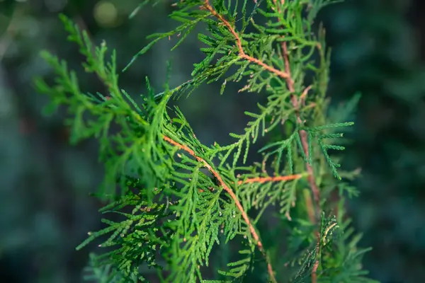 Oriental arborvitae 'nin (Platycladus orientalis) ince iğne benzeri yapraklı yakın çekimi. Evergreen dokusu bulanık koyu mavi-yeşil arkaplan ile çelişiyor, esnekliği ve zarafeti simgeliyor.