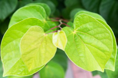 Çin kızıl tomurcuğu (Cercis chinensis) hassas, sulu kalp şeklinde yapraklar, sert dikenler ve çiçeklerin yumuşaklığı arasında güzel bir kontrast oluşturarak, doğanın dayanıklılığını hatırlatır.