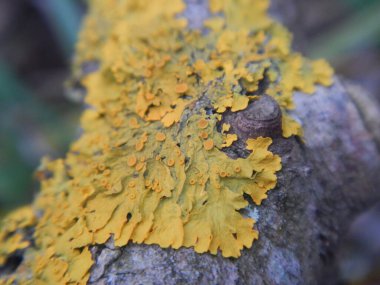 Ağaç gövdesindeki yosunların seçici odak noktası. 