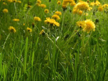 Güzel sarı karahindiba, doğal duvar kağıdı.
