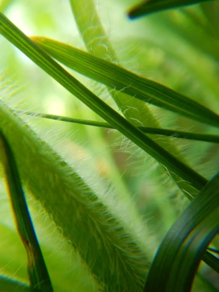 Yeşil kabarık çimlere yakın