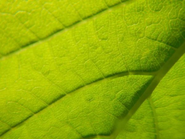 Yeşil Yaprak Arkaplan Dokusu — Stok fotoğraf