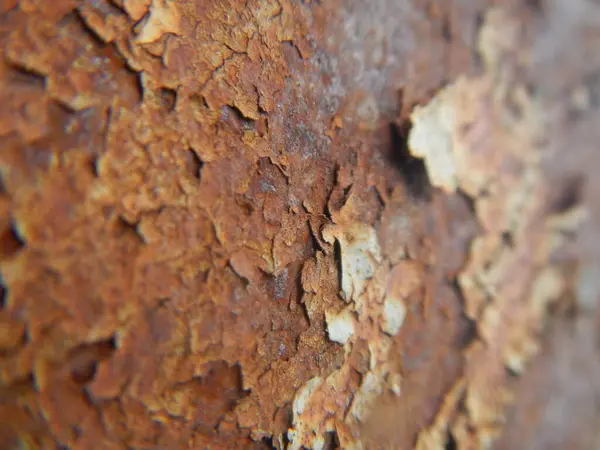 Textura Kůry Stromu Pozadí Zavřít — Stock fotografie
