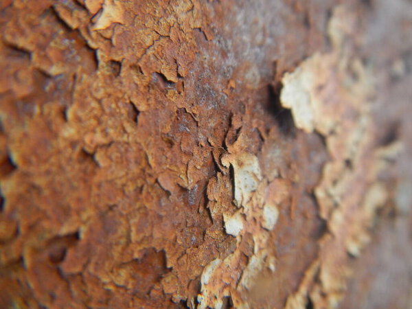 tree bark texture, background, close up