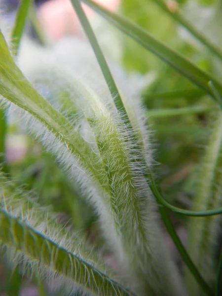 绿茸茸的青草的密闭 — 图库照片