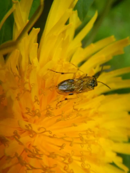 Güzel sarı karahindiba ve küçük bir böcek, doğal duvar kağıdı. 