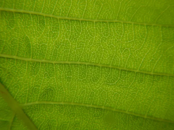 Зеленый Лист Фона Близко Вверх — стоковое фото