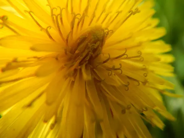 Красивый Желтый Одуванчик Натуральные Обои — стоковое фото