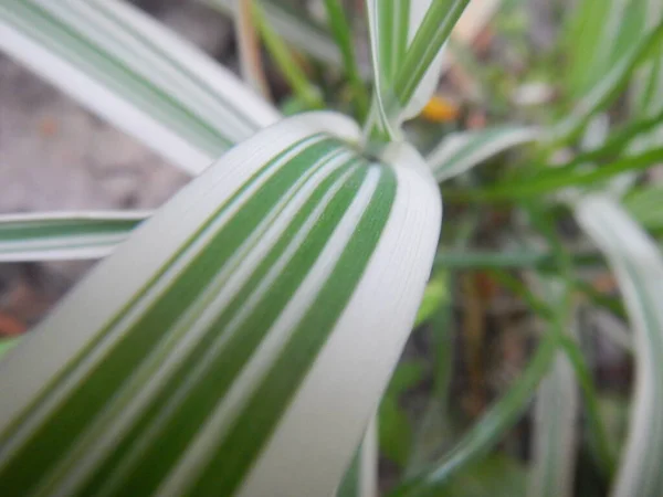 Close Ενός Λευκού Φυτού Πράσινα Φύλλα — Φωτογραφία Αρχείου