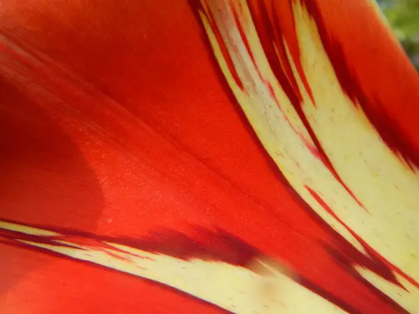 Beyaz arka planda güzel kırmızı lale çiçekleri